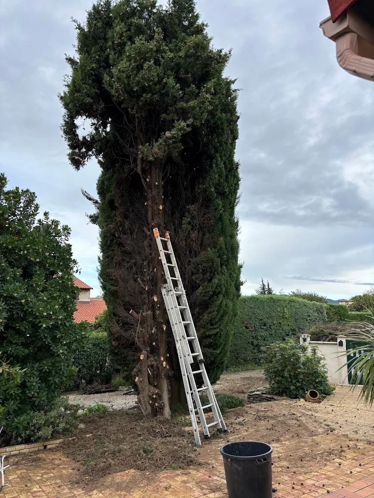 Élagueur ZR taillant un cyprès à Alès