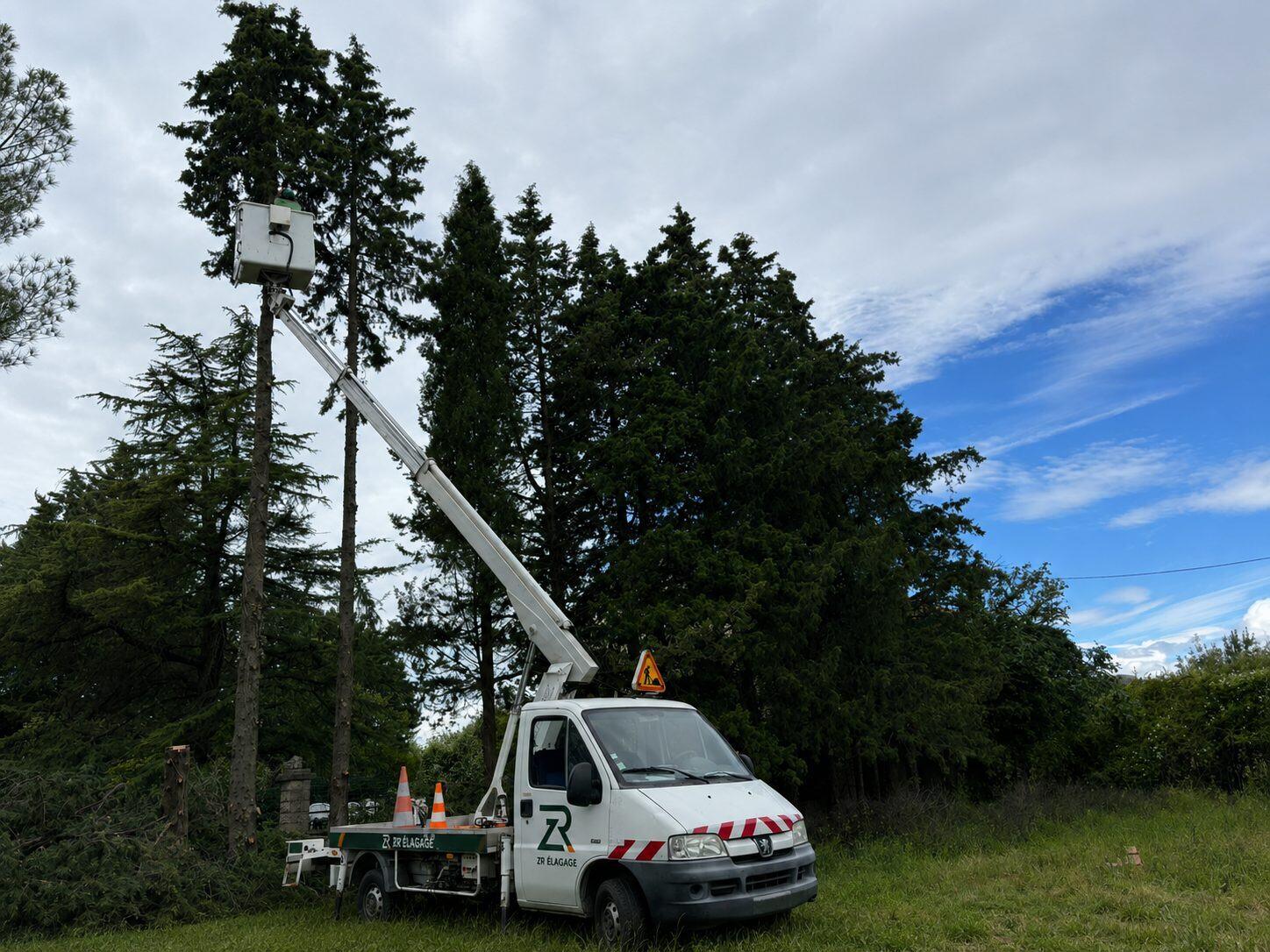 Élagueur ZR en nacelle sur des résineux à Alès